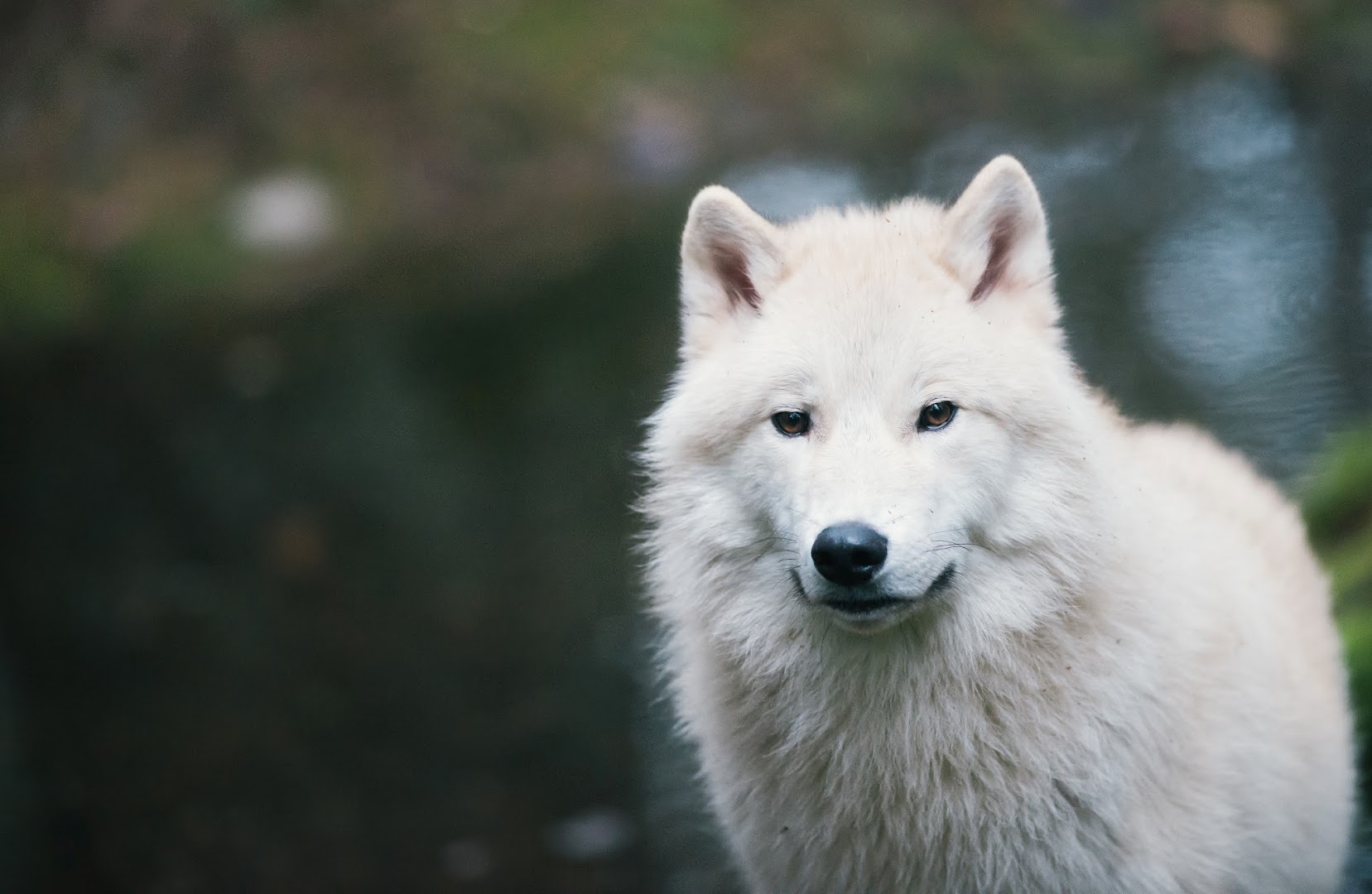 Northwest Trek Wildlife Park