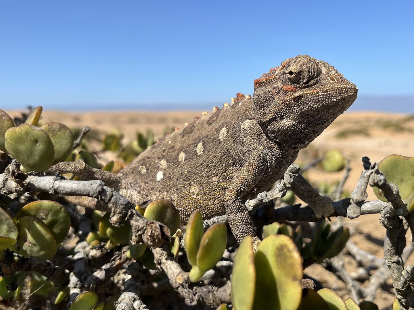 Living Desert Adventures