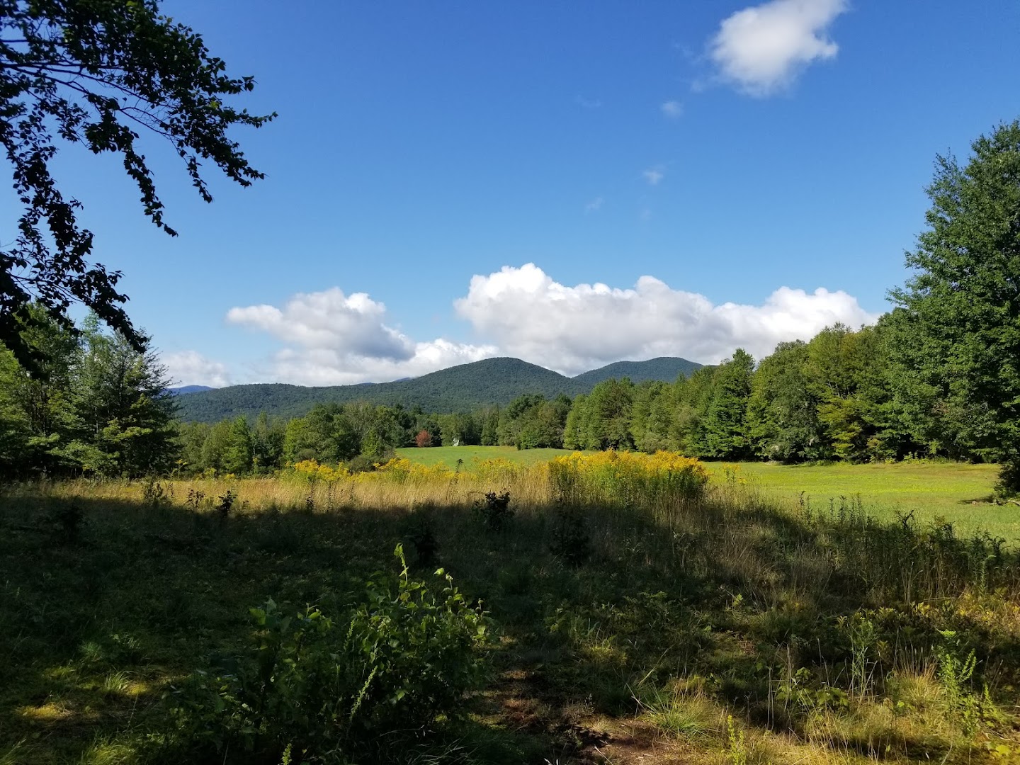 Wiessner Woods