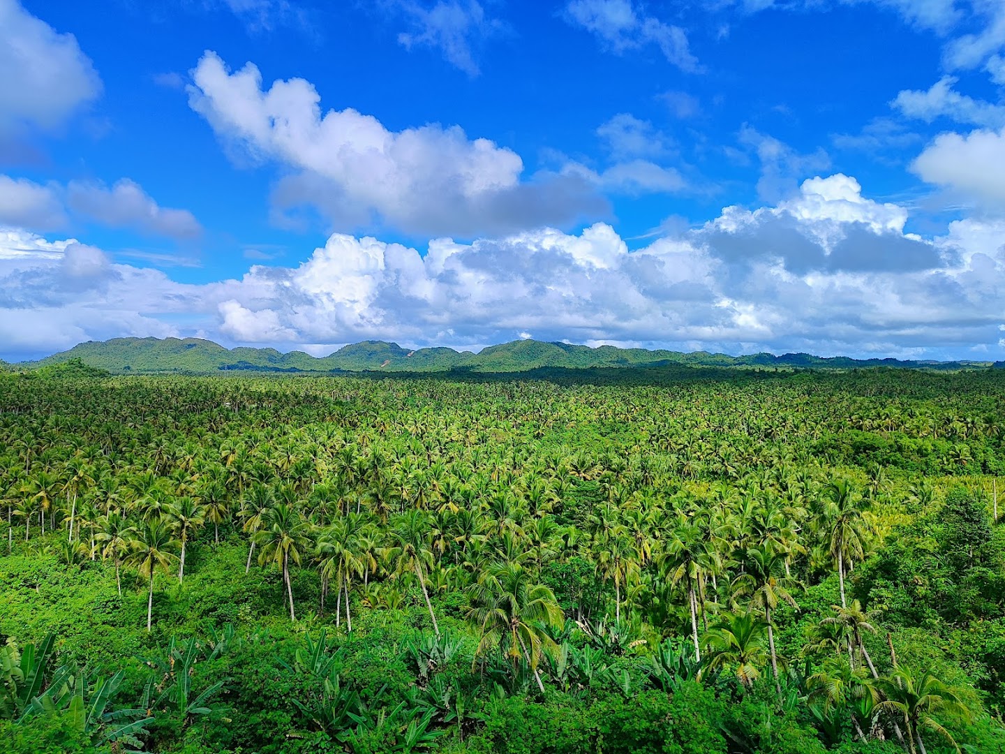 Coconut Plantation View Point