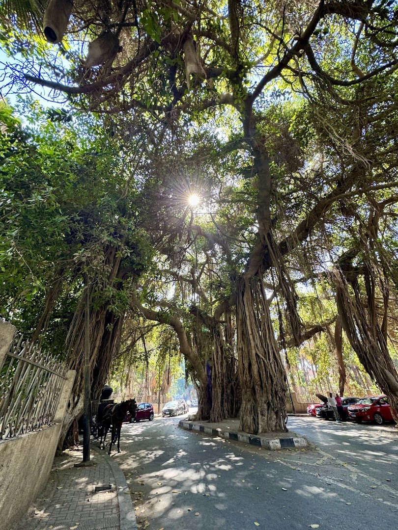 Khedive or Zamalek tree