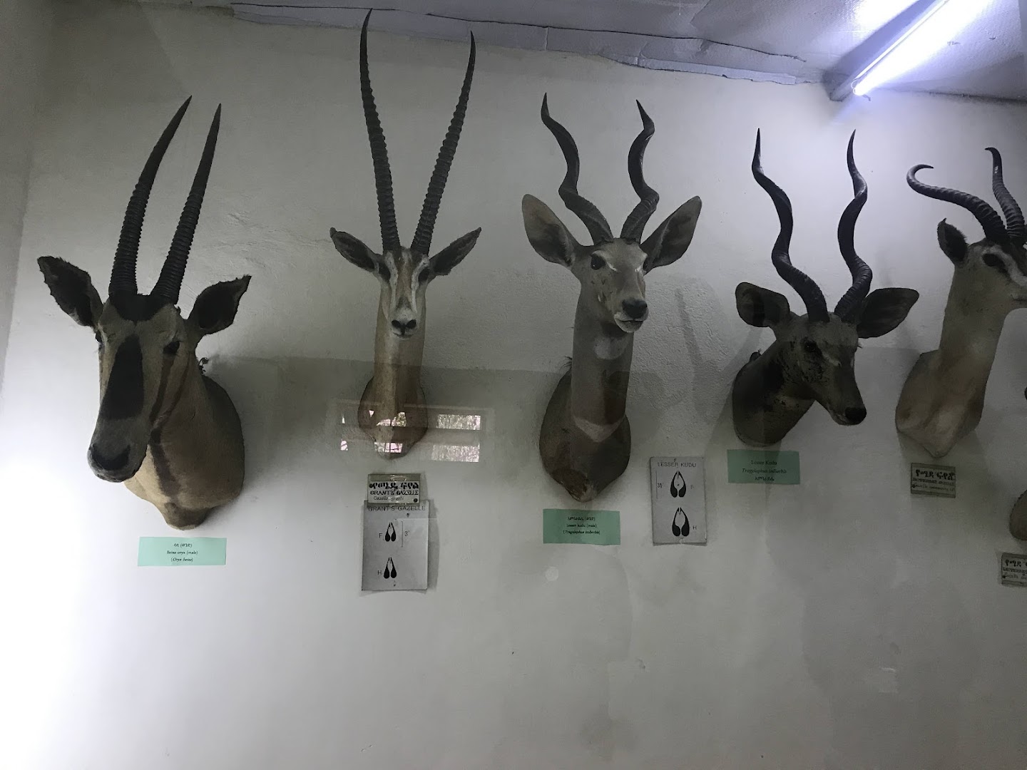 The Zoological Natural History Museum