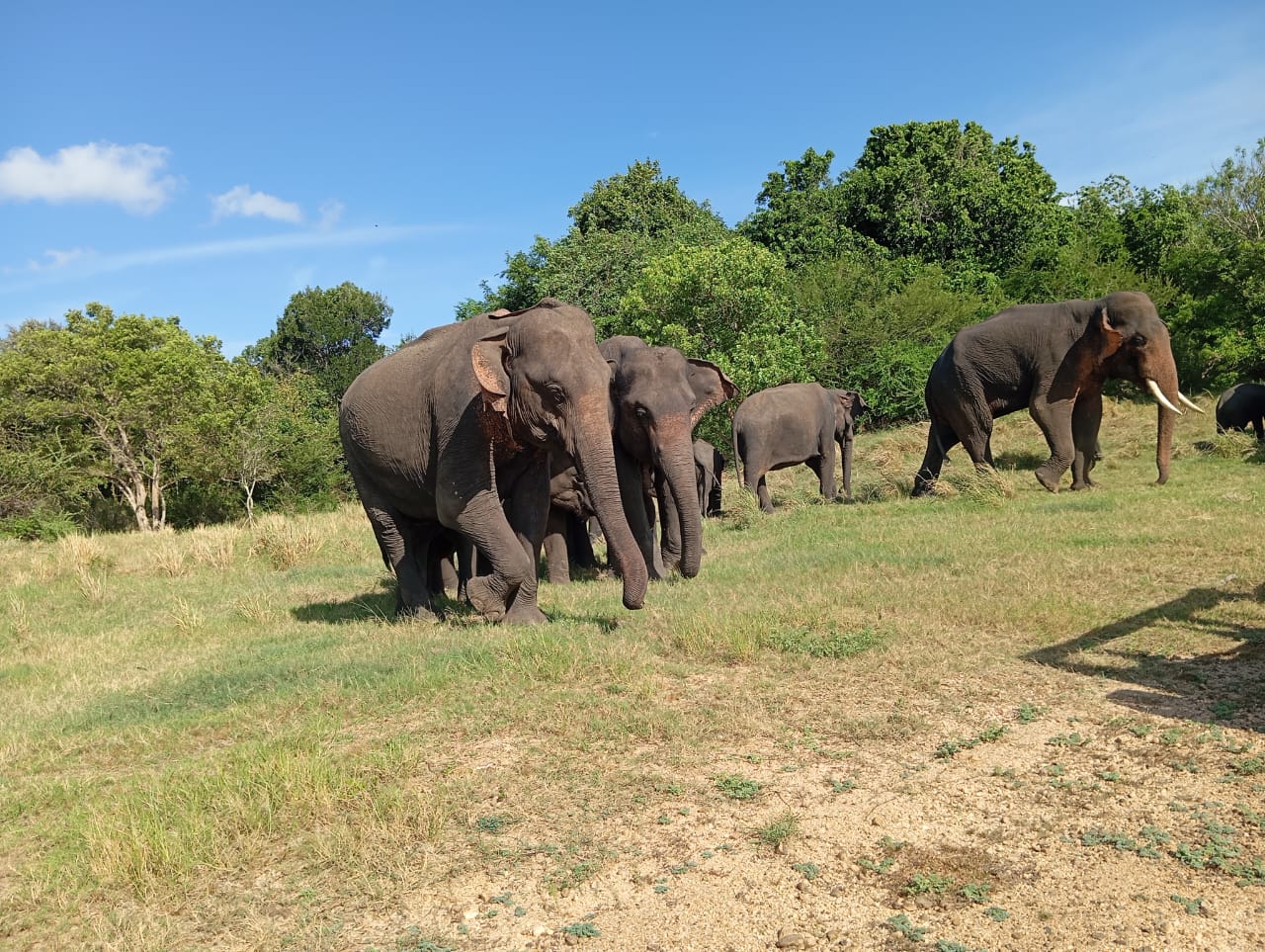 Minneriya Park Safari