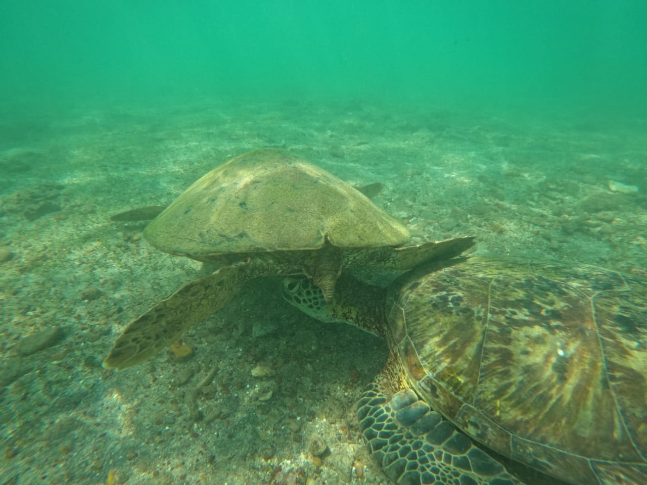 Snorkeling Turtles In Mirissa