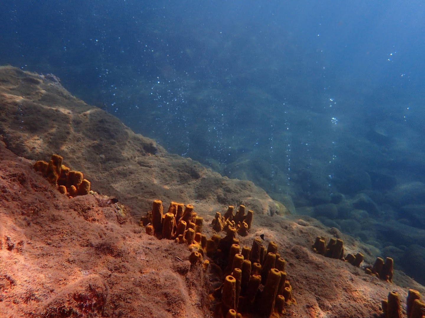 Champagne Reef