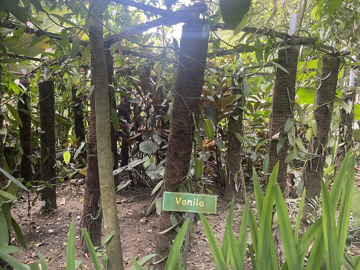Coffee plantation