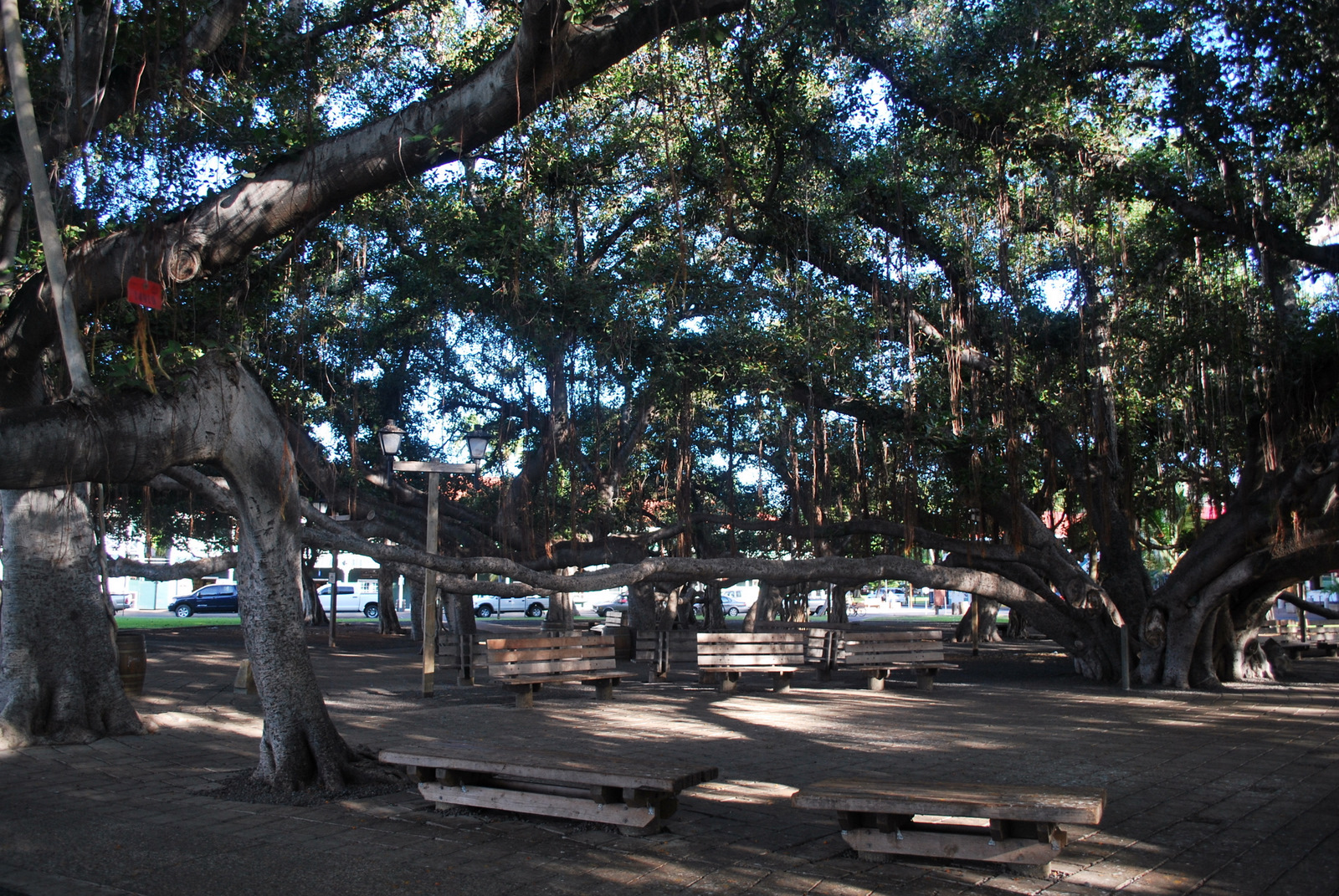 Lahaina Banyan Court