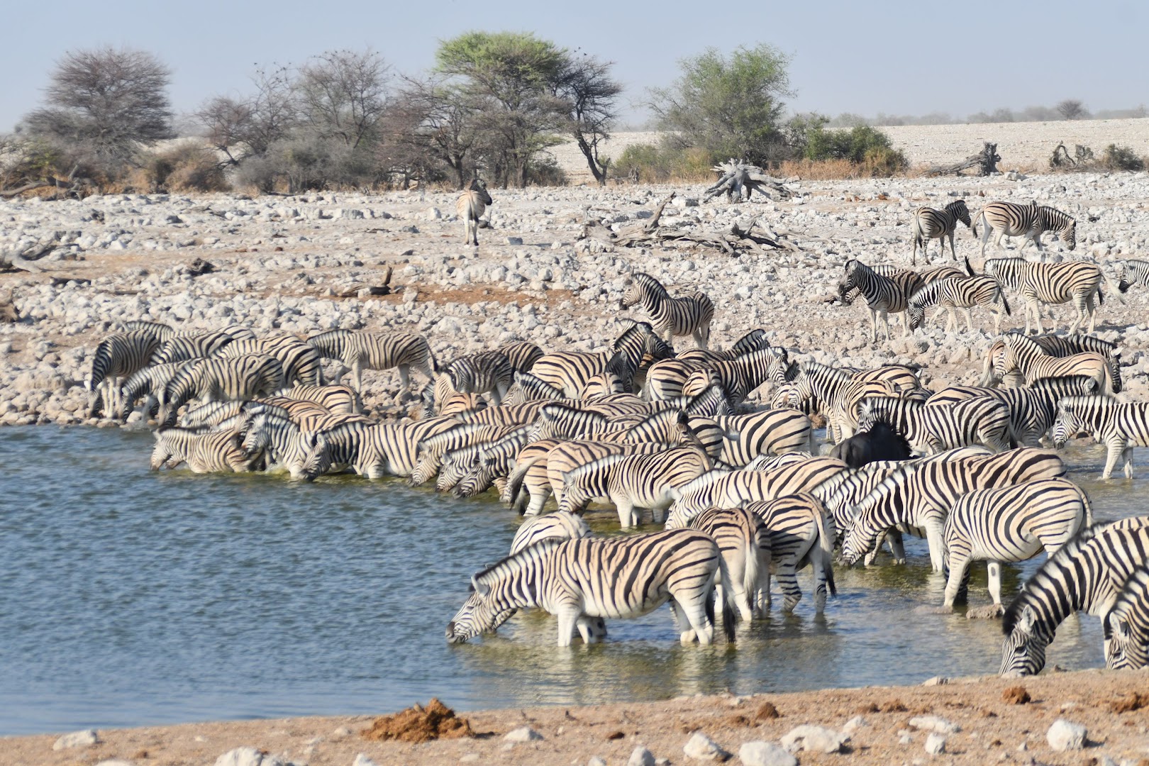 Okaukuejo Etosha