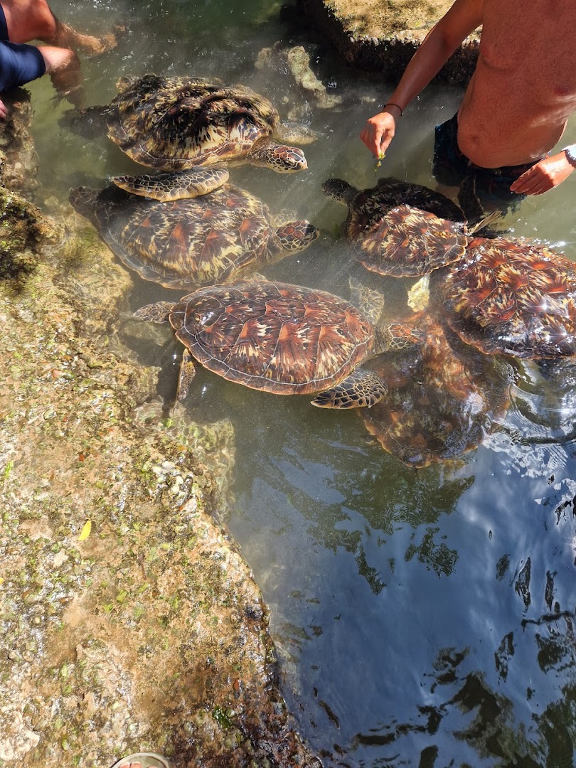 Swim with turtles sanctuary Zanzibar