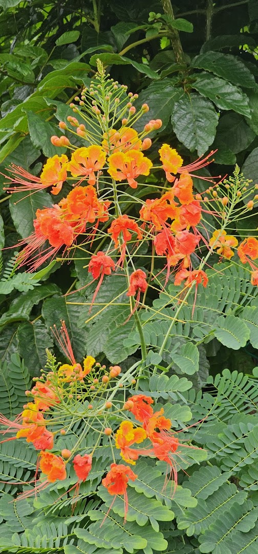 Dominica Botanic Gardens