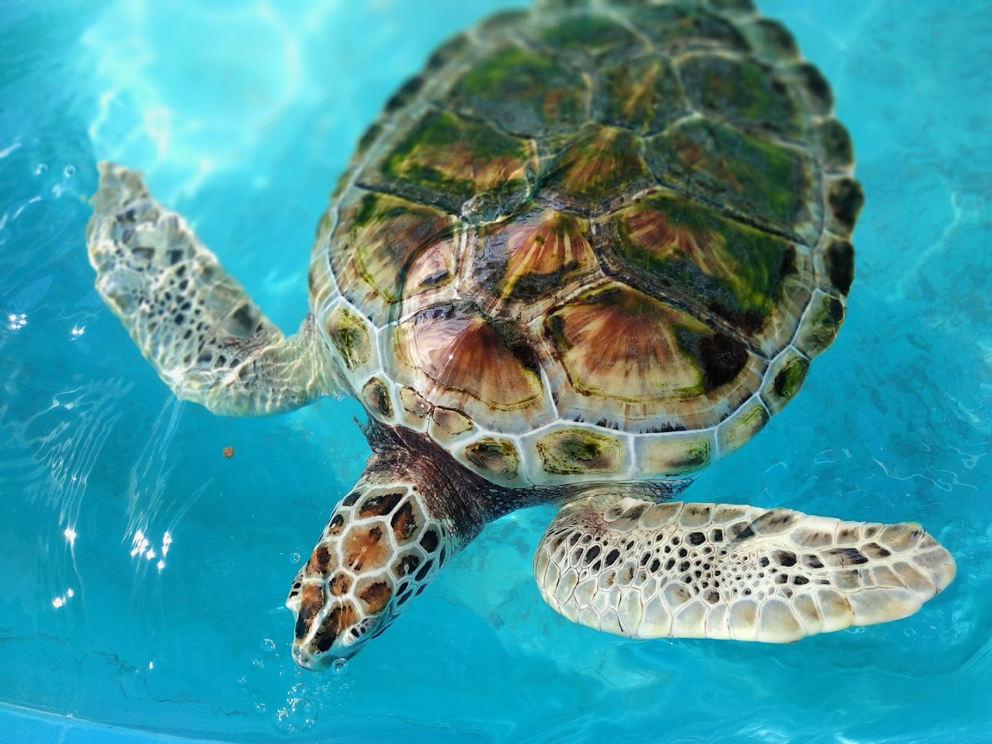 Tortugranja