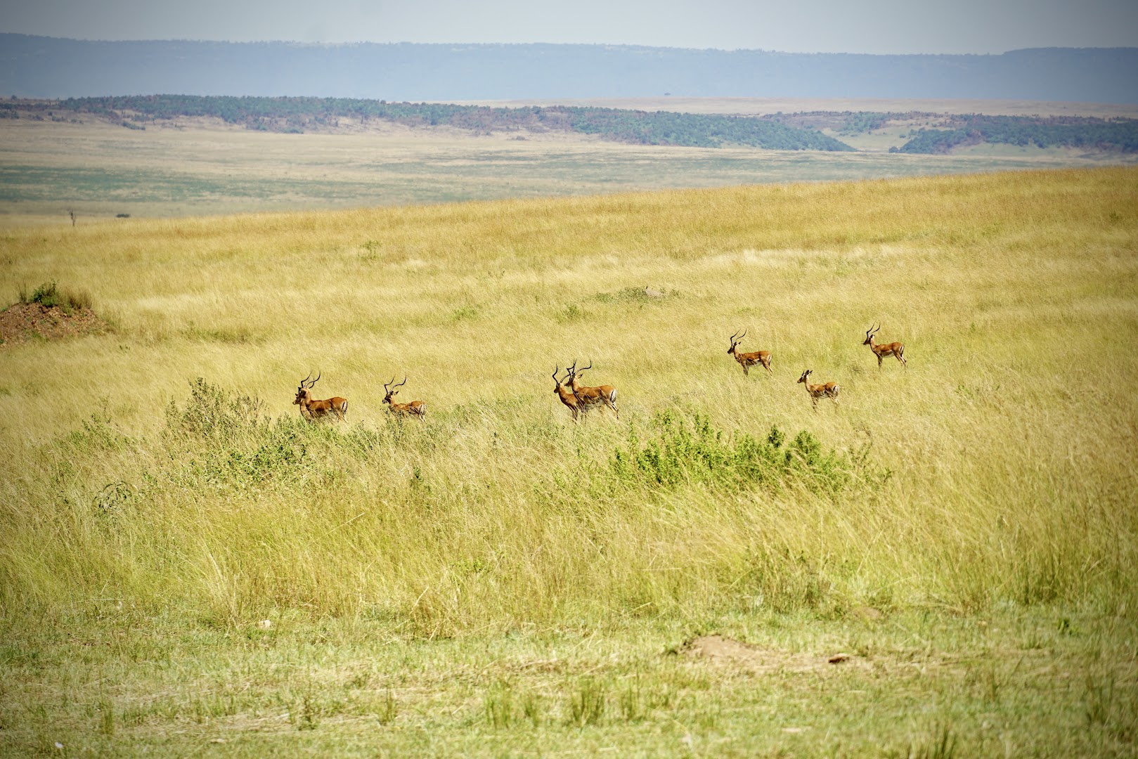 Maasai Mara