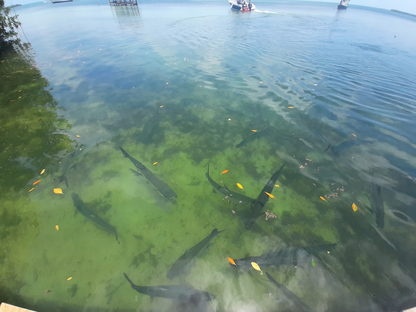 Tarpon feeding dock